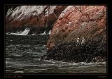 Ballestas Islands 048